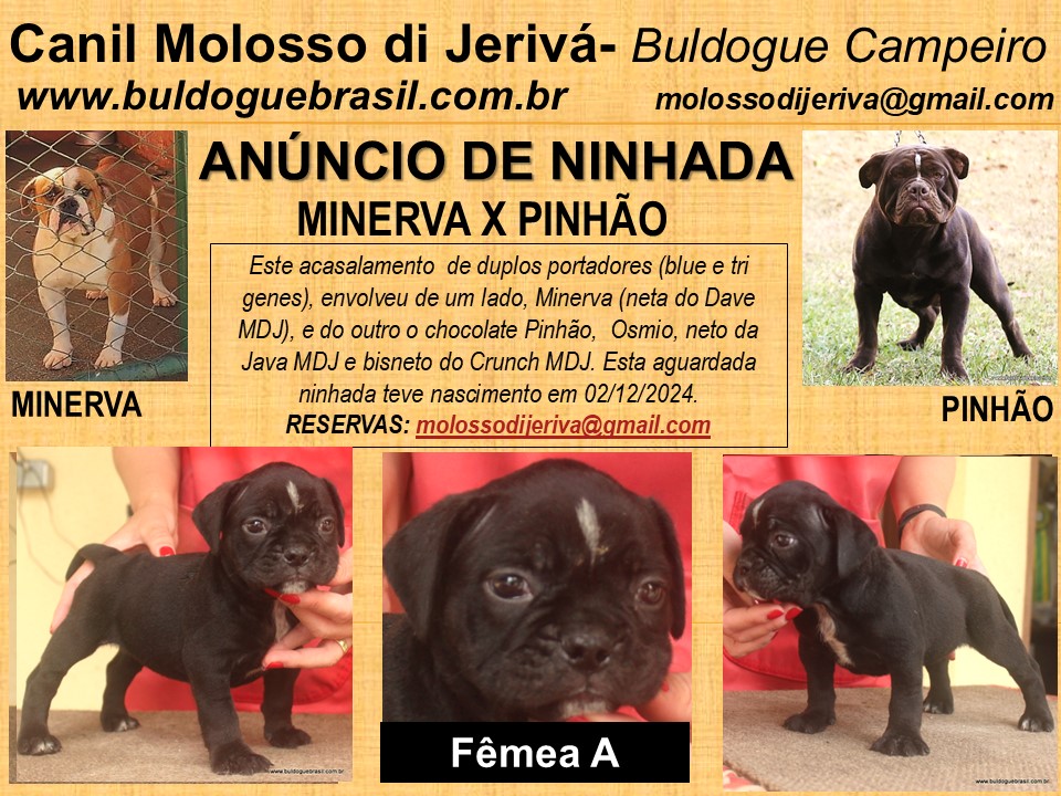 filhote femea a minerva pinhao molosso di jeriva