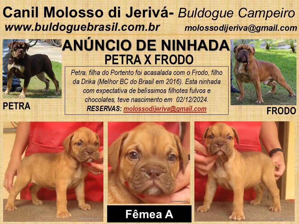 filhote femea a petra frodo molosso di jeriva