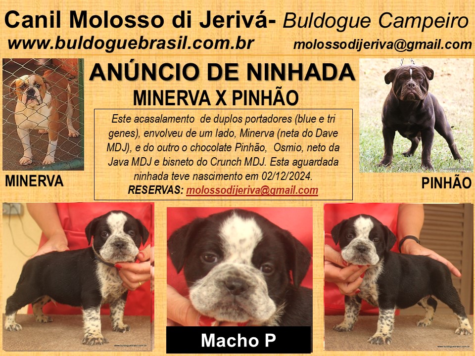 filhote macho p minerva pinhao molosso di jeriva