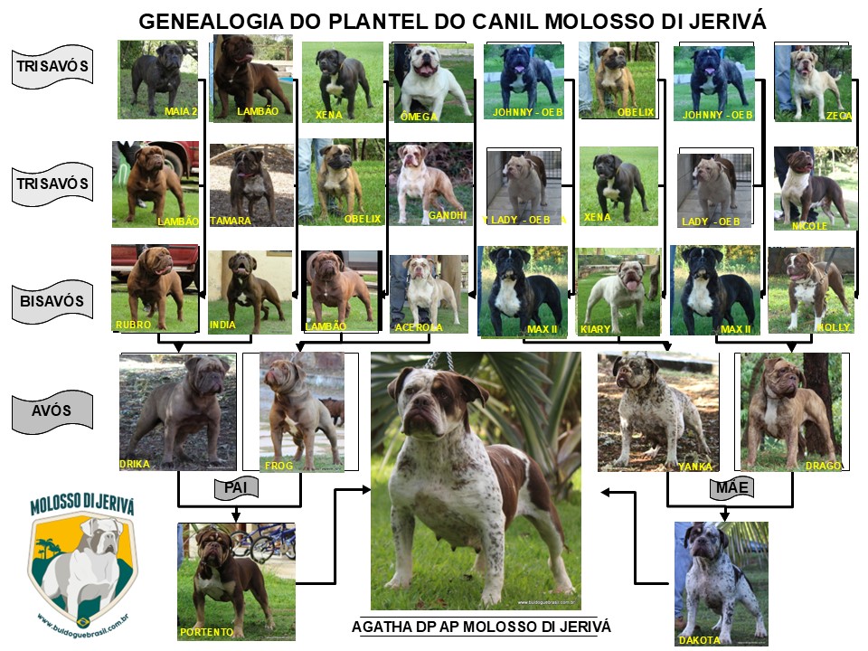 ÁGATHA DP AP MOLOSSO DI JERIVÁ