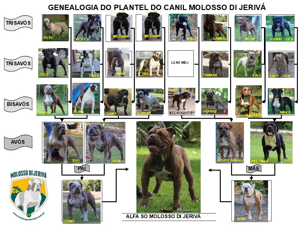 ALFA SO MOLOSSO DI JERIVÁ