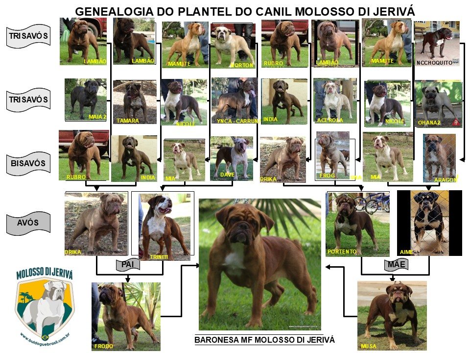 BARONESA MF MOLOSSO DI JERIVÁ 