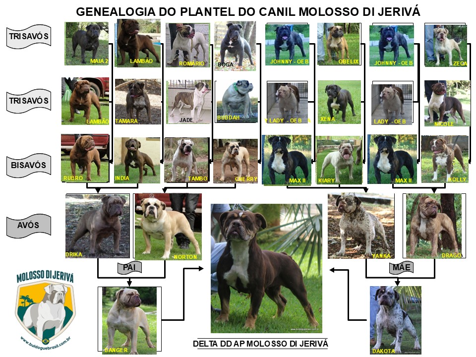 DELTA DD AP MOLOSSO DI JERIVÁ