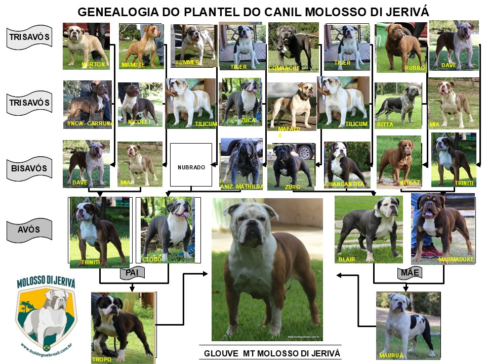 GLOUVE MT MOLOSSO DI JERIVÁ 