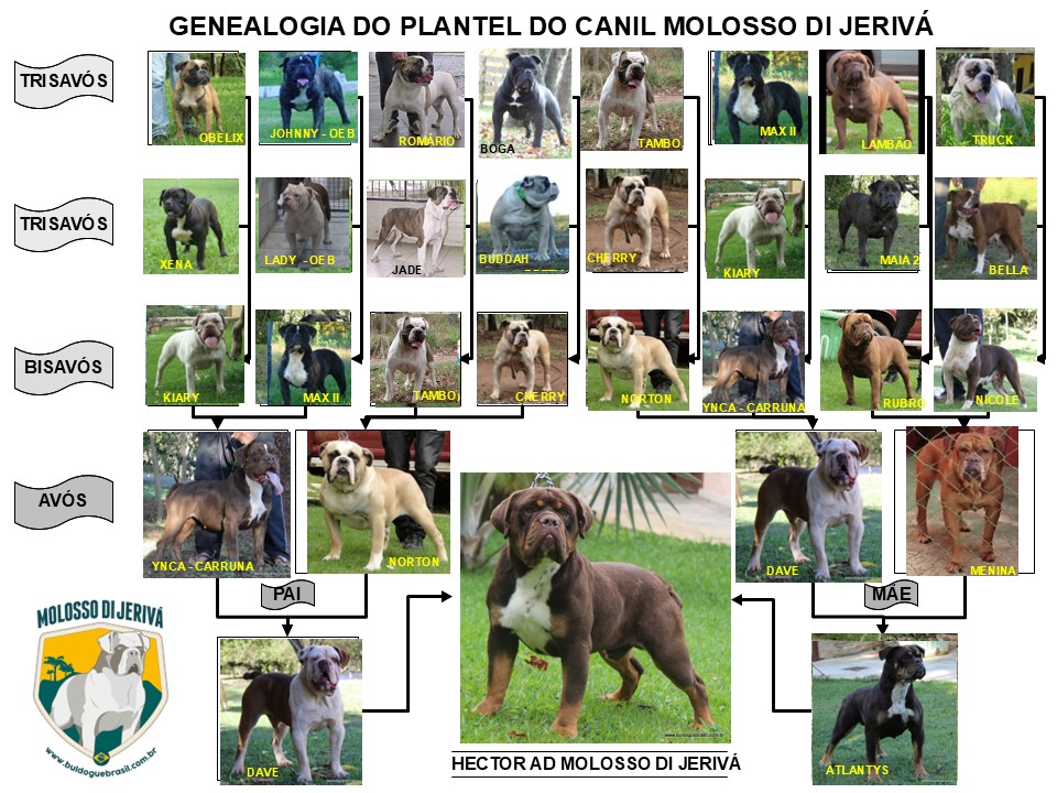 HECTOR AD MOLOSSO DI JERIVÁ   