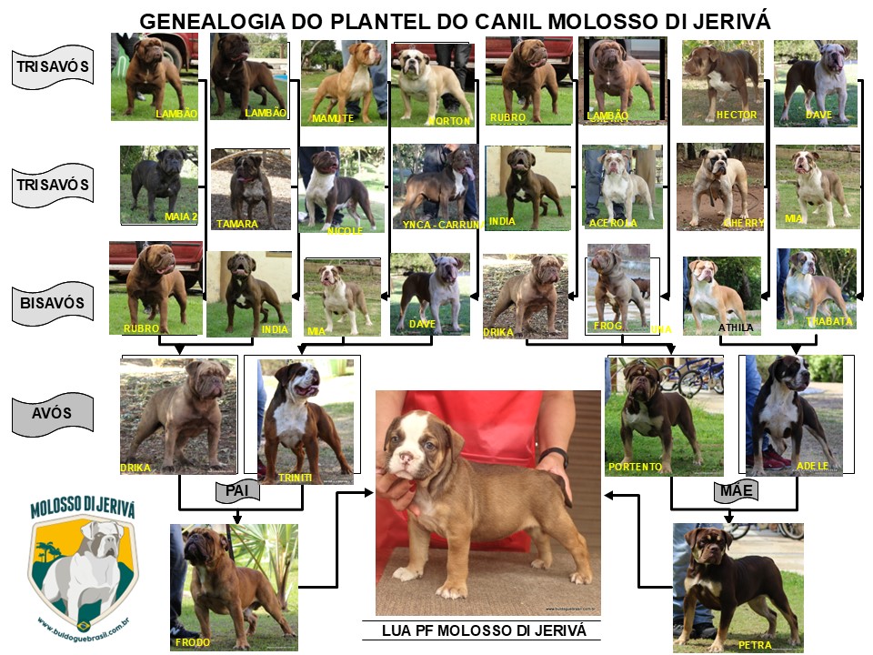 LUA PF MOLOSSO DI JERIVÁ