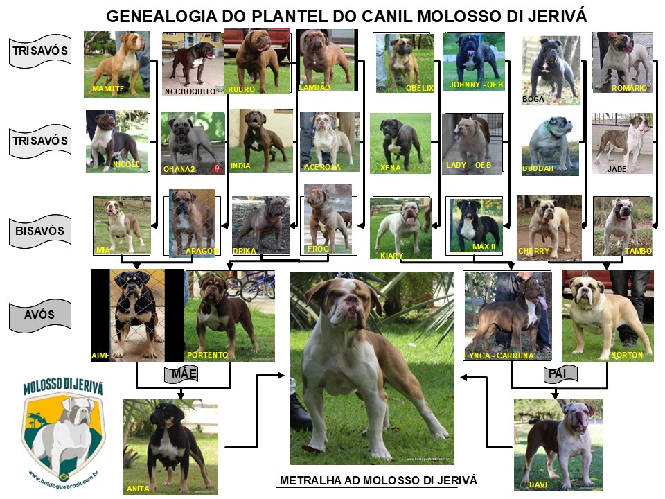 METRALHA AD MOLOSSO DI JERIVÁ 