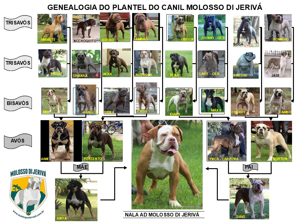 NALA AD MOLOSSO DI JERIVÁ  