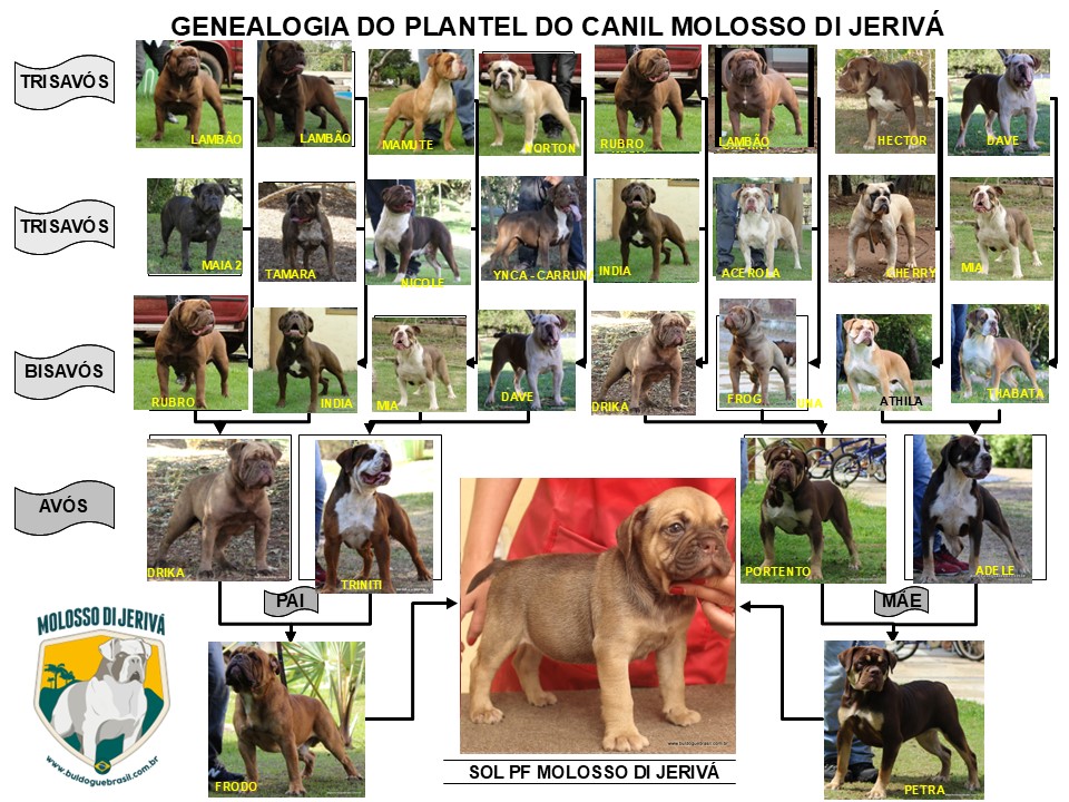 SOL PF MOLOSSO DI JERIVÁ