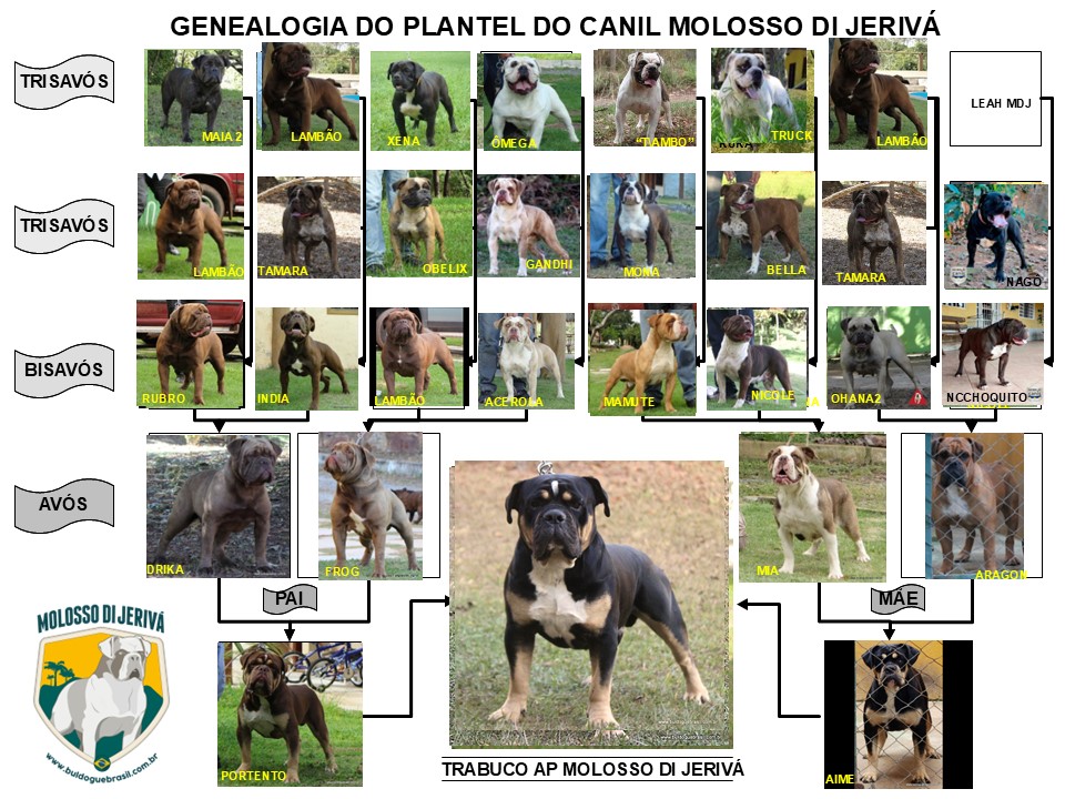 TRABUCO AP MOLOSSO DI JERIVÁ