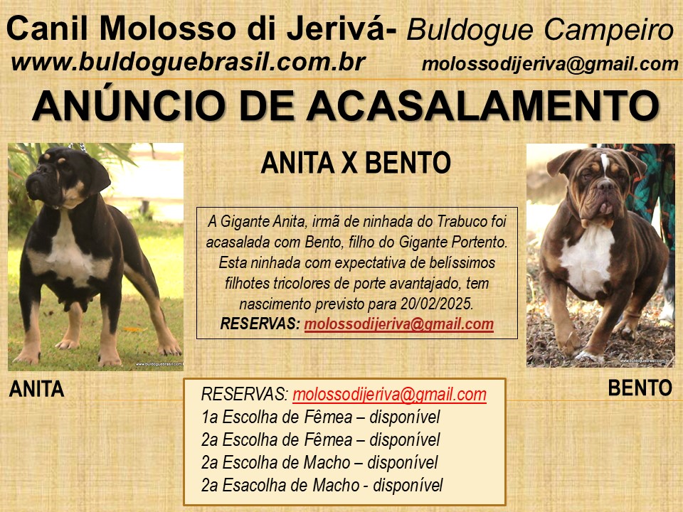 proxima ninhada  anita e bento