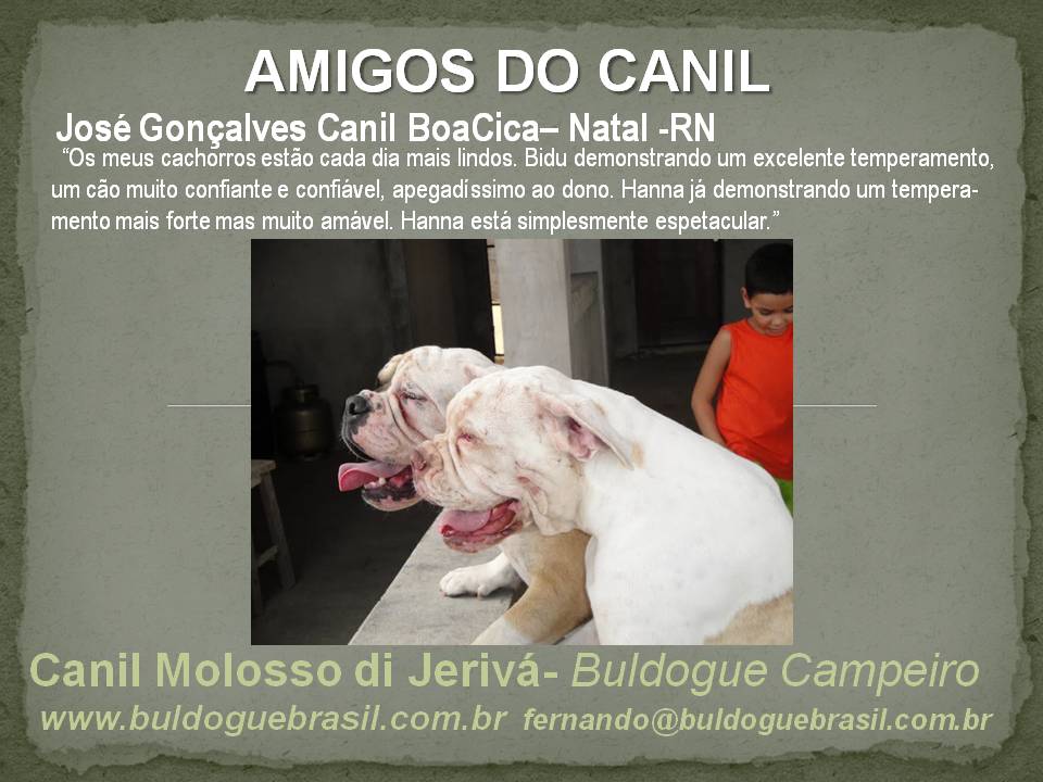Buldogue Brasil Molosso di Jerivá - José Gonçalves - Natal/RN