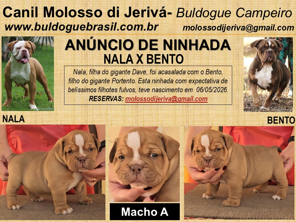 filhote macho a nala bento canil molosso de jeriva