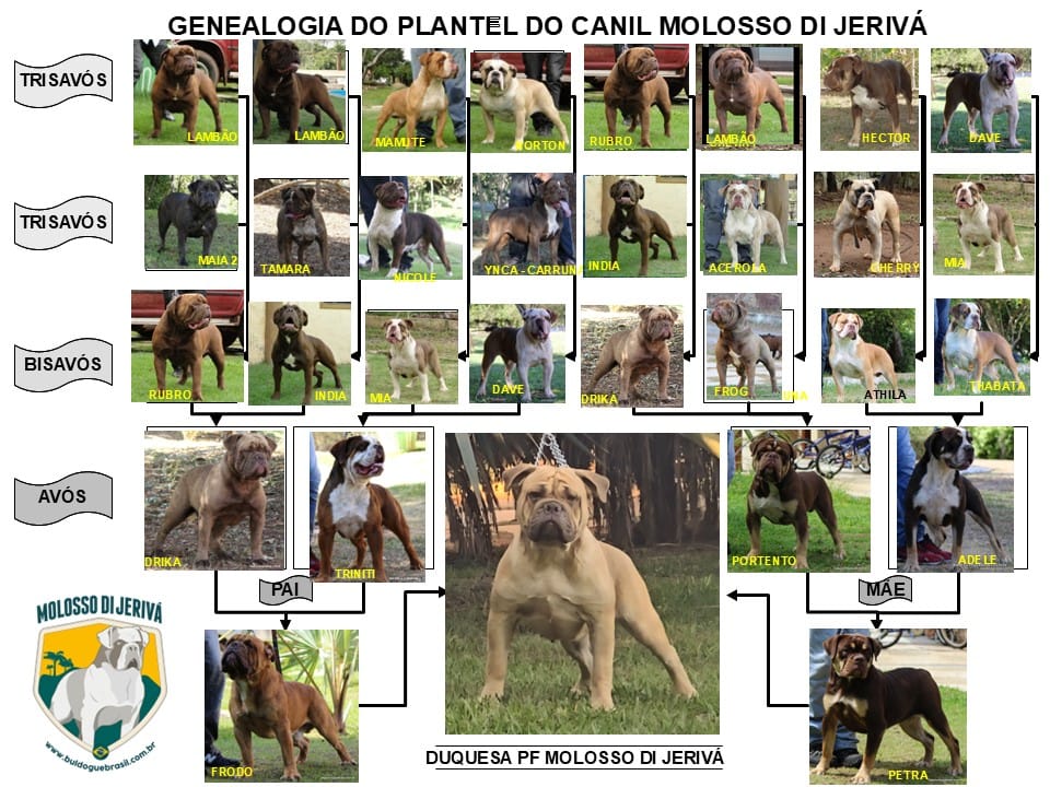 DUQUESA PF MOLOSSO DI JERIVÁ
