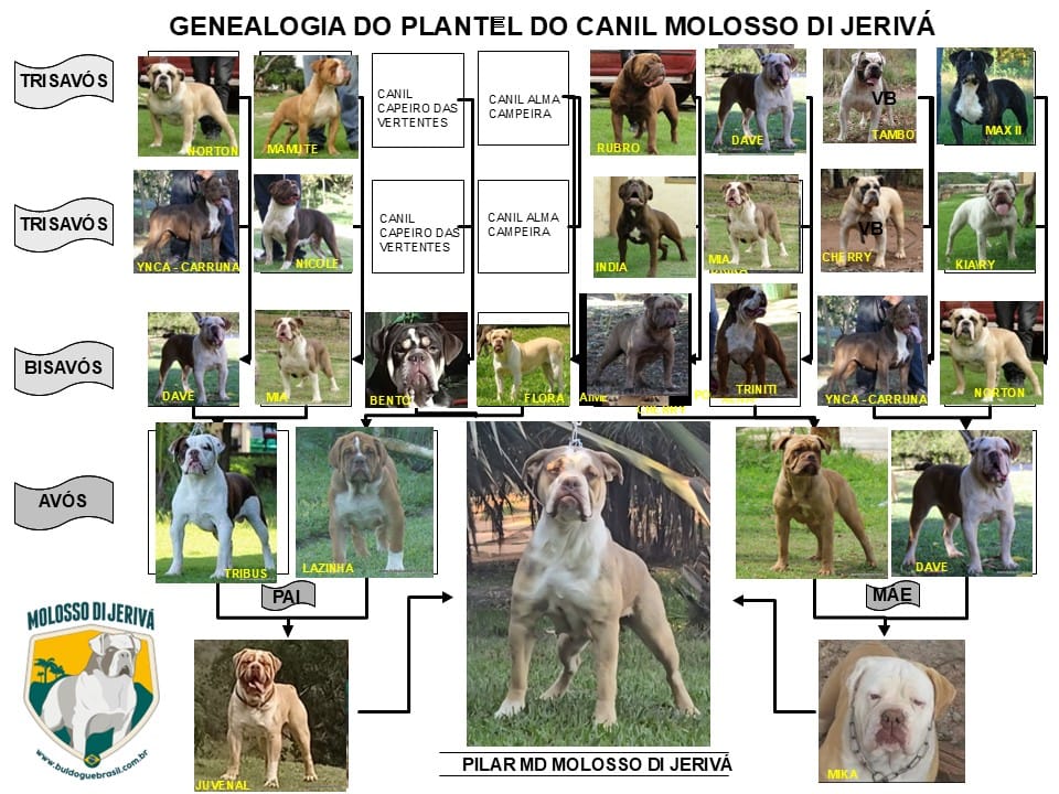 PILAR MD MOLOSSO DI JERIVÁ