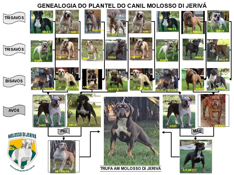 TRUFA AM MOLOSSO DI JERIVÁ
