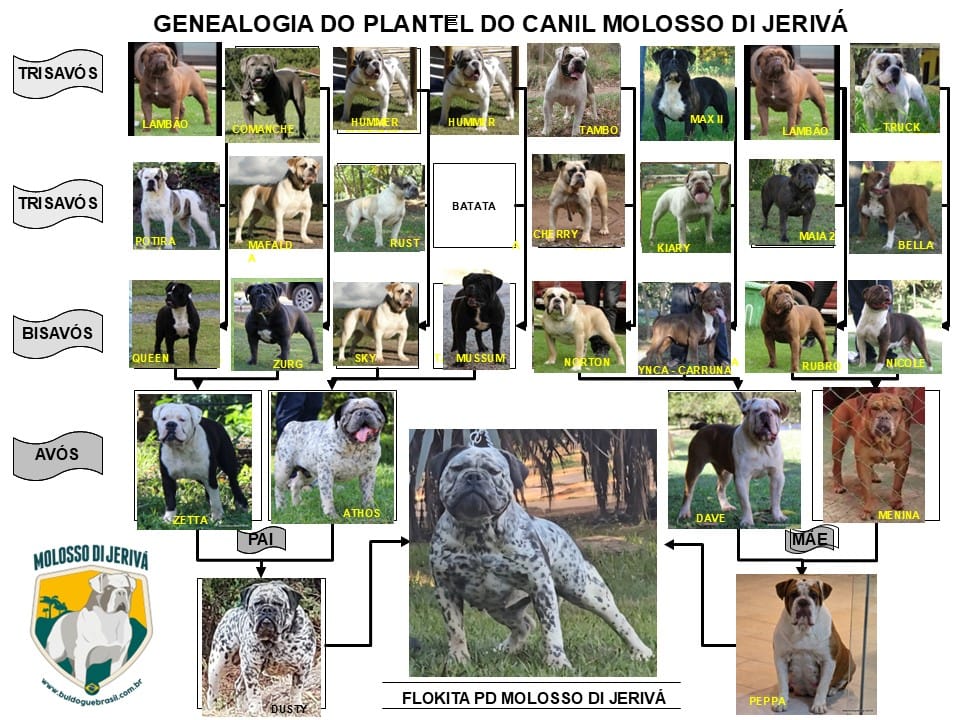 FLOKITA PD MOLOSSO DI JERIVÁ