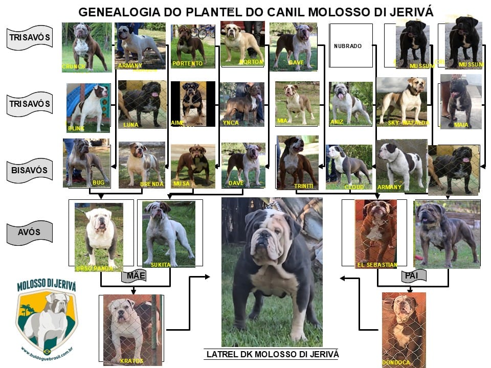 LATREL DK MOLOSSO DI JERIVÁ